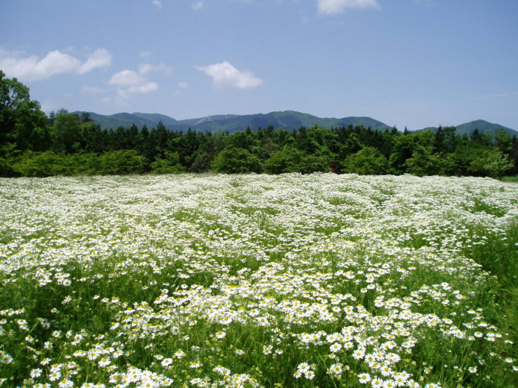 A wide field filled with blooming chamomiles, their small white flowers contrasting beautifully against the lush green plants.