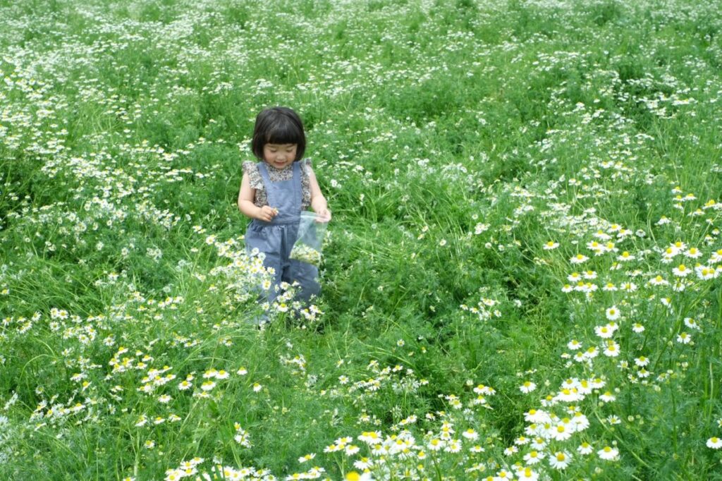 A young girl gently picking chamomile flowers in a lush green field at Ai no Sato Herb Garden.